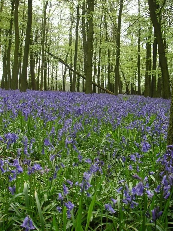 Ashridge estate leighton buzzard ramblers 4 may 08 (1)